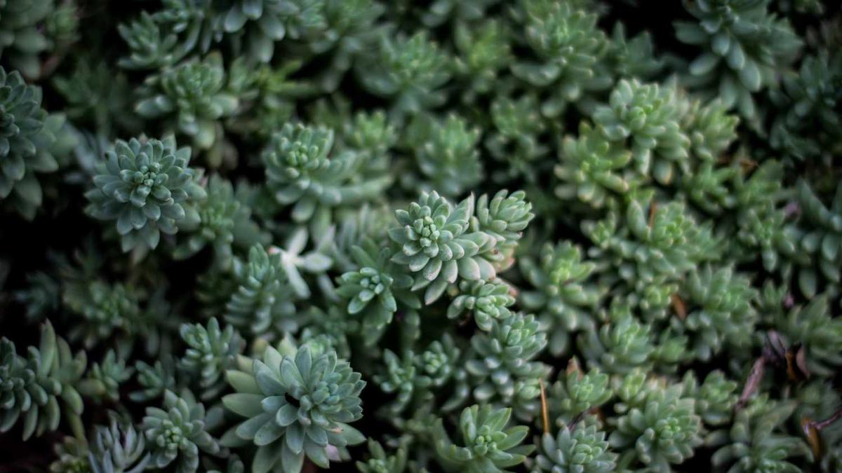 广东云浮十大旅游景点