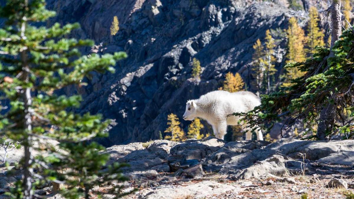 做足疗师需要考证吗?足部按摩师证书怎么考?谢谢了,大神帮忙啊_百度知 ...