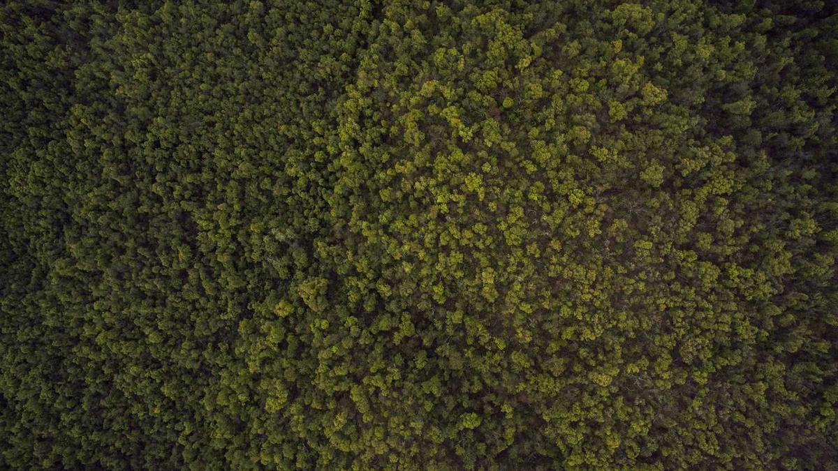 云南普洱茶的功效与作用